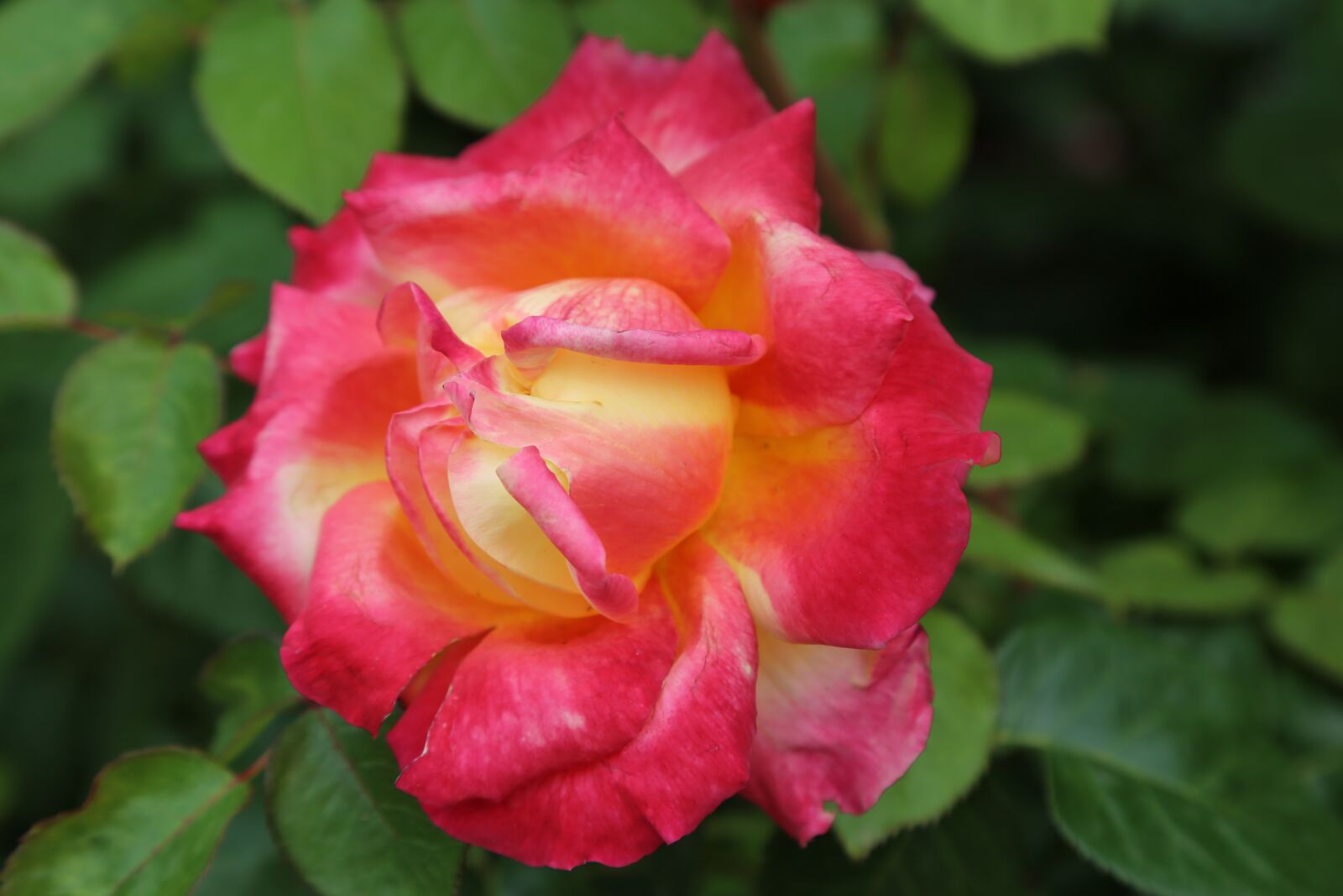 Canon EF 24-105mm F4L IS USM sample photo. Rose, orange roses, flower photography