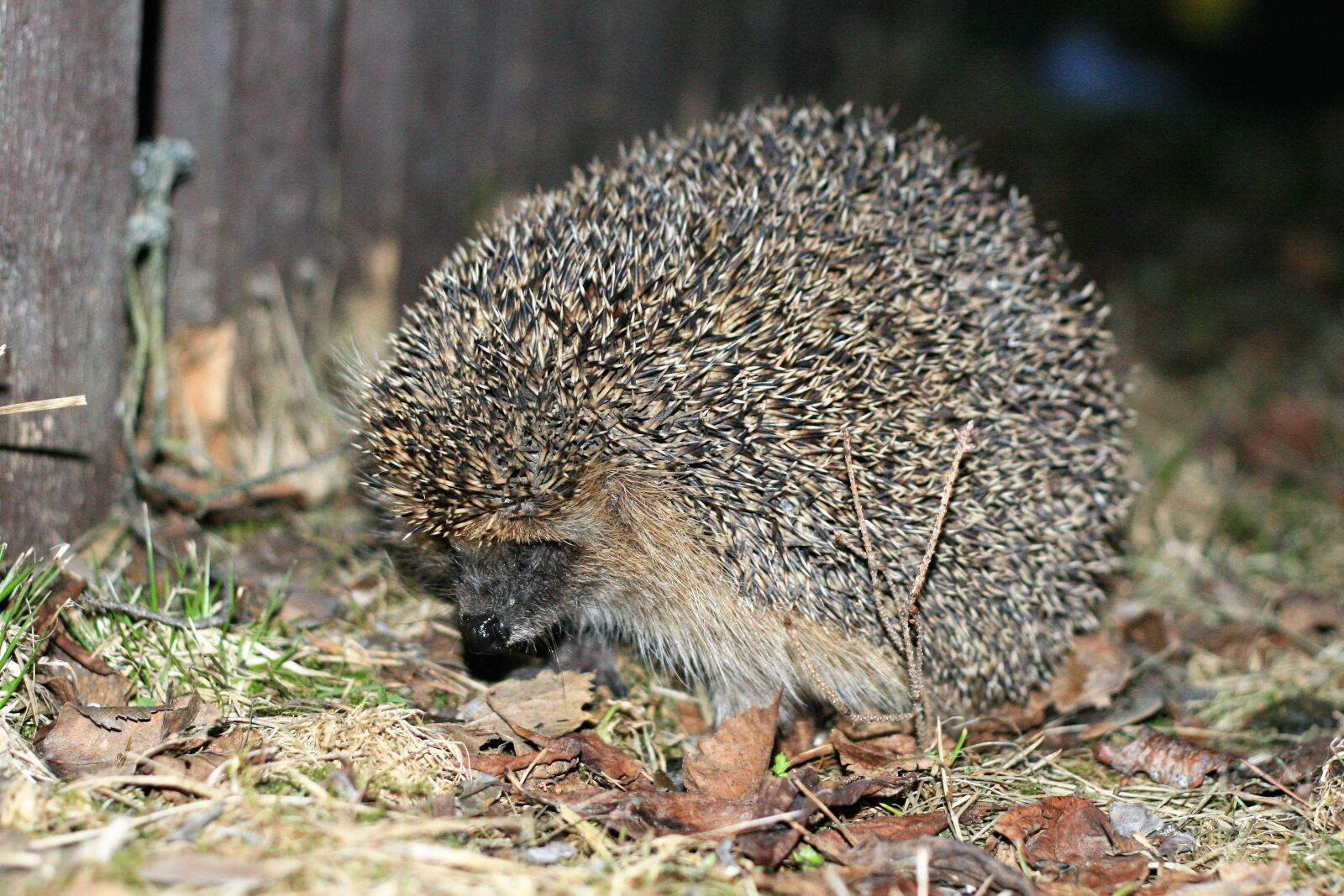 Canon EOS 30D sample photo. Hedgehog, autumn, animals photography