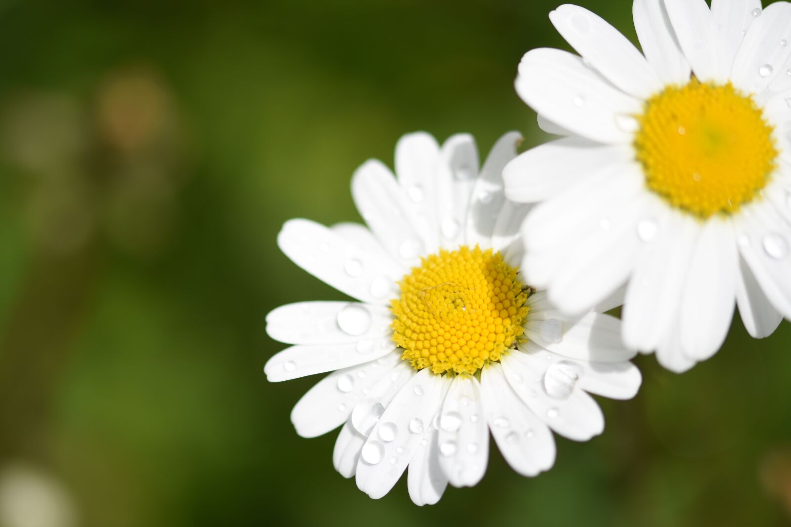 Nikon D7200 sample photo. Flower, macro, nature photography
