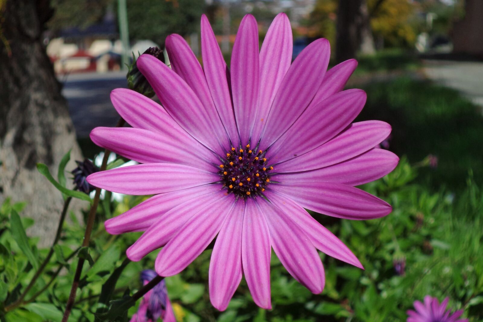 Sony Cyber-shot DSC-W710 sample photo. Plant, flora, flower photography