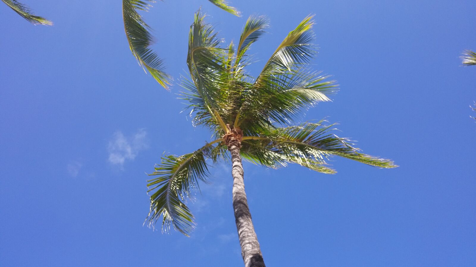 LG G3 sample photo. Palm tree, skyward, looking photography