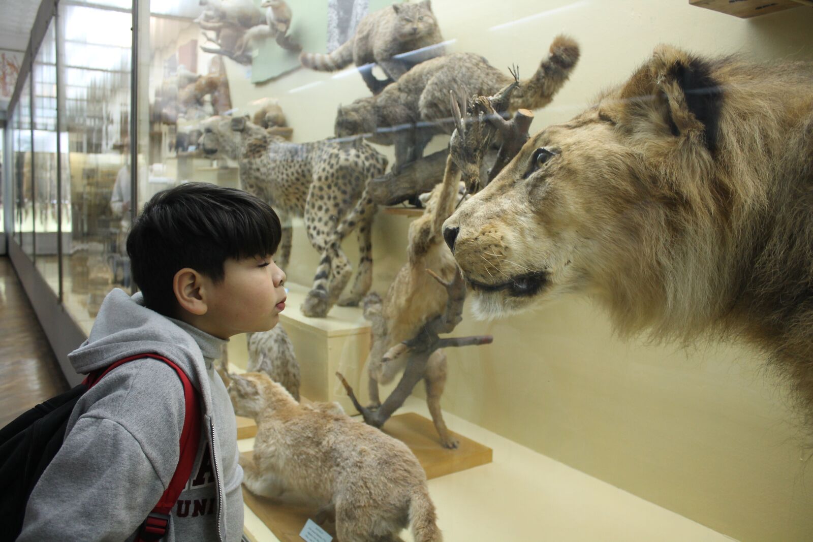 Canon EOS 1100D (EOS Rebel T3 / EOS Kiss X50) sample photo. Boy, museum, leo photography