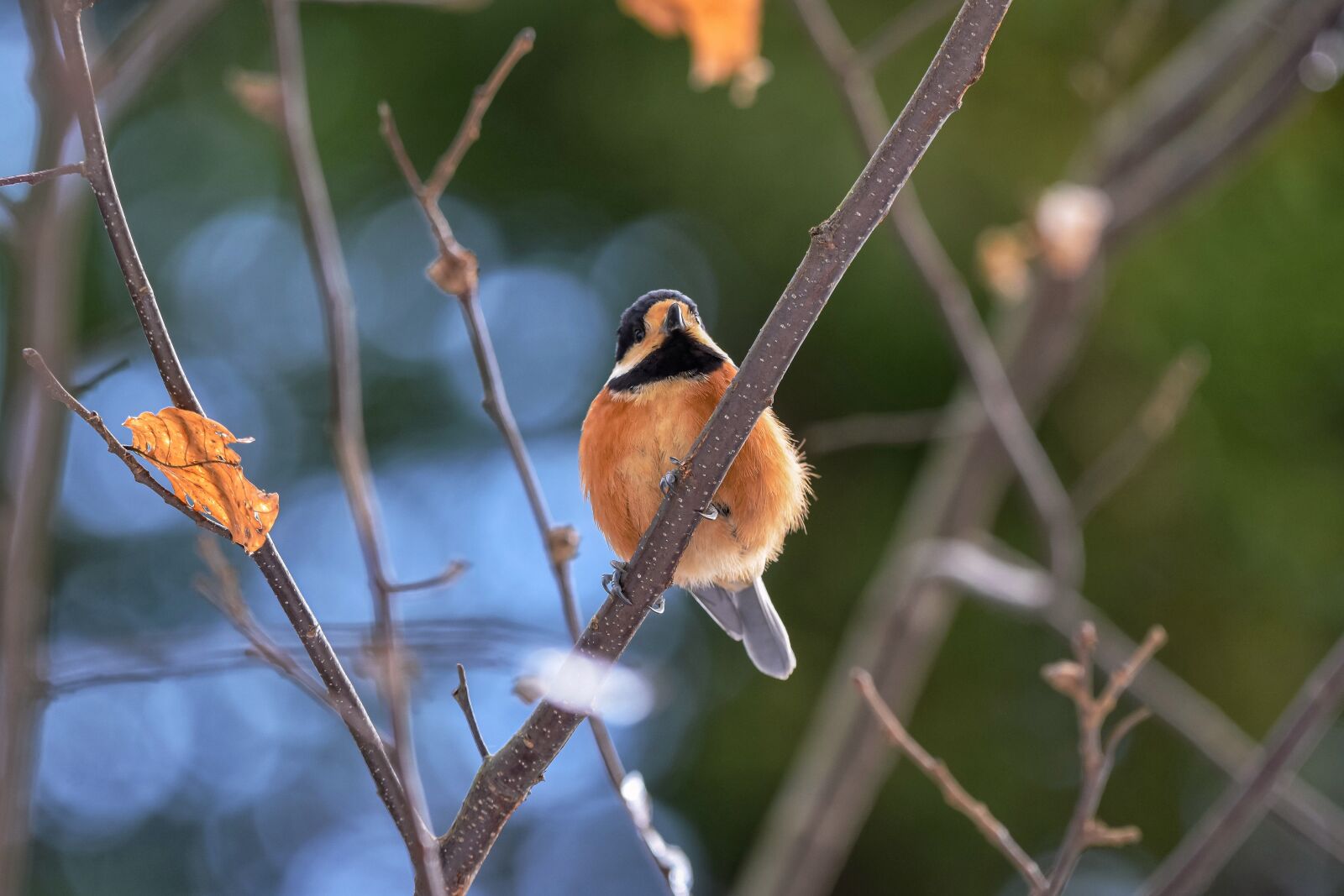 Nikon D7200 sample photo. Animal, forest, wood photography