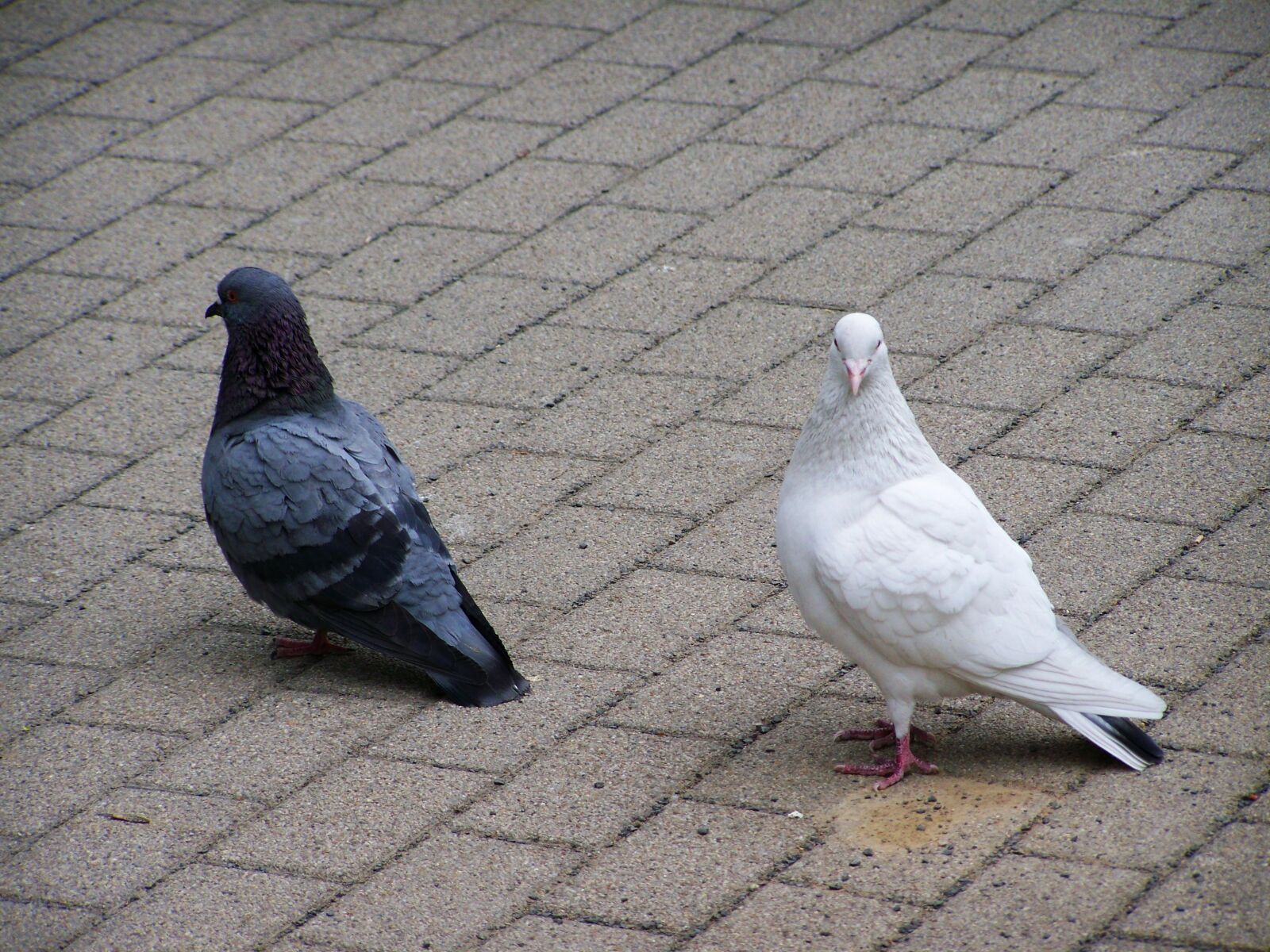 Kodak EASYSHARE ZD710 ZOOM DIGITAL CAMERA sample photo. Doves, birds, animals photography