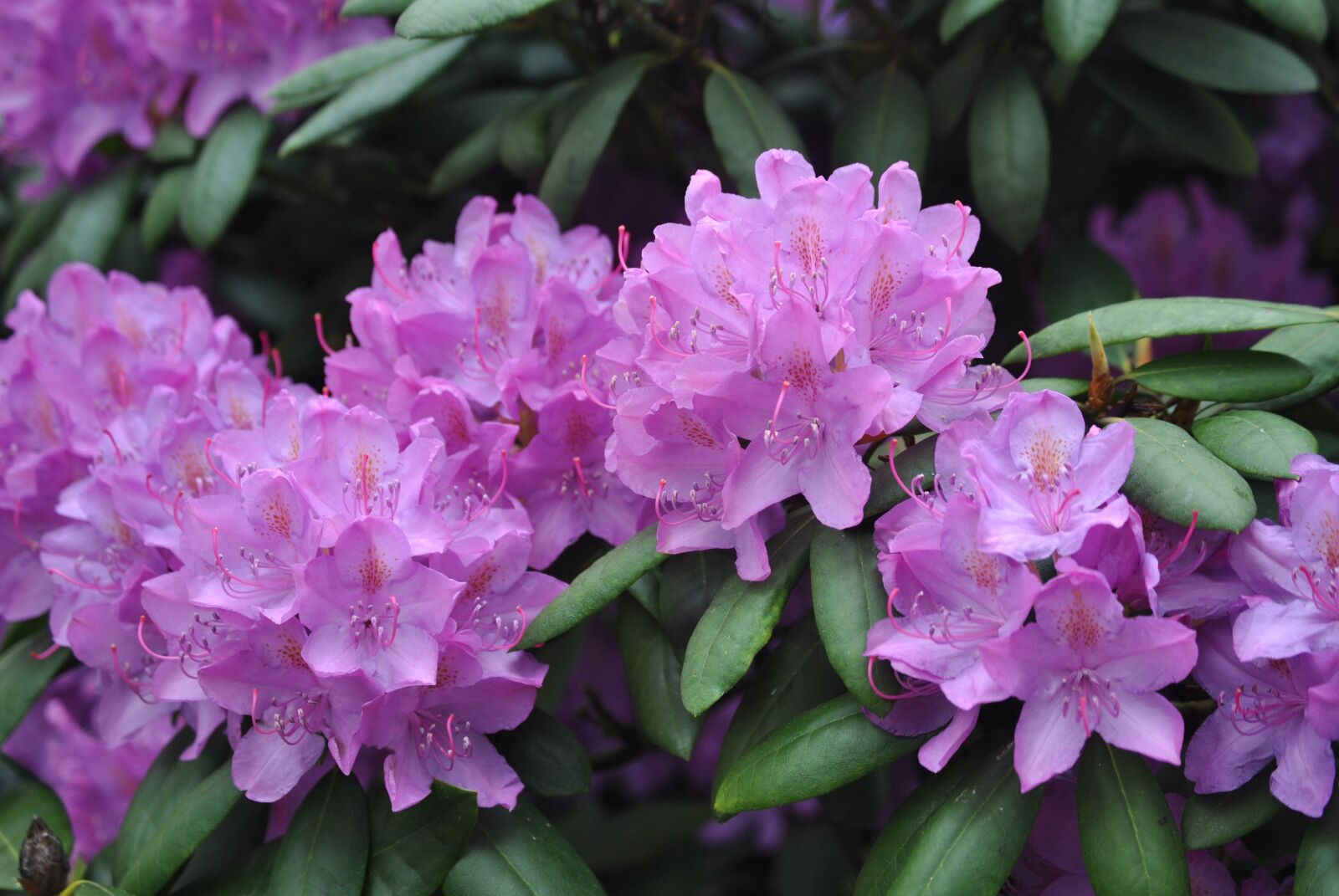 Nikon D3000 sample photo. Flowers, rhododendron, bush photography