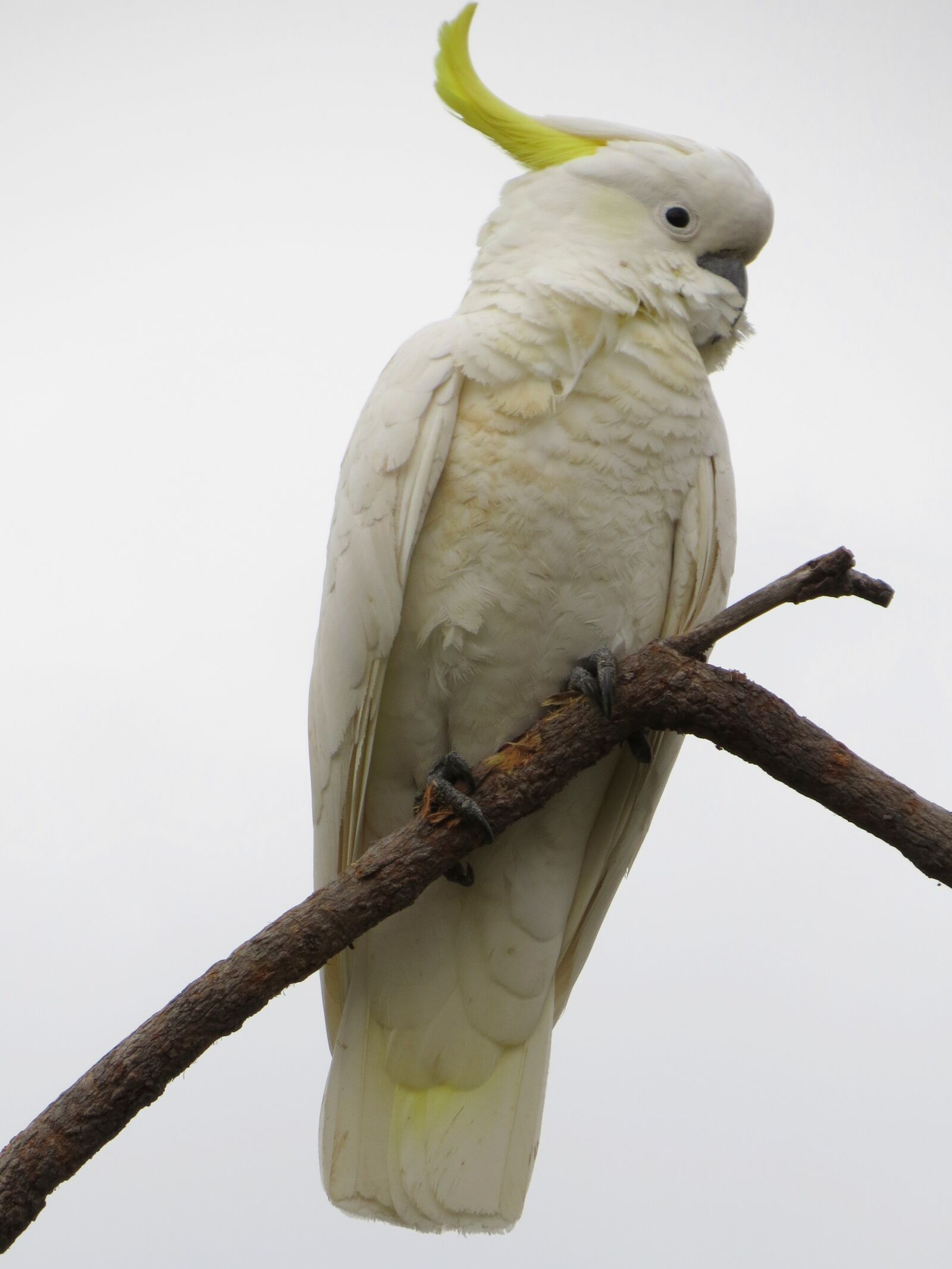 Canon PowerShot SX50 HS sample photo. Sulphur-crested cockatoos, cacatua galerita photography