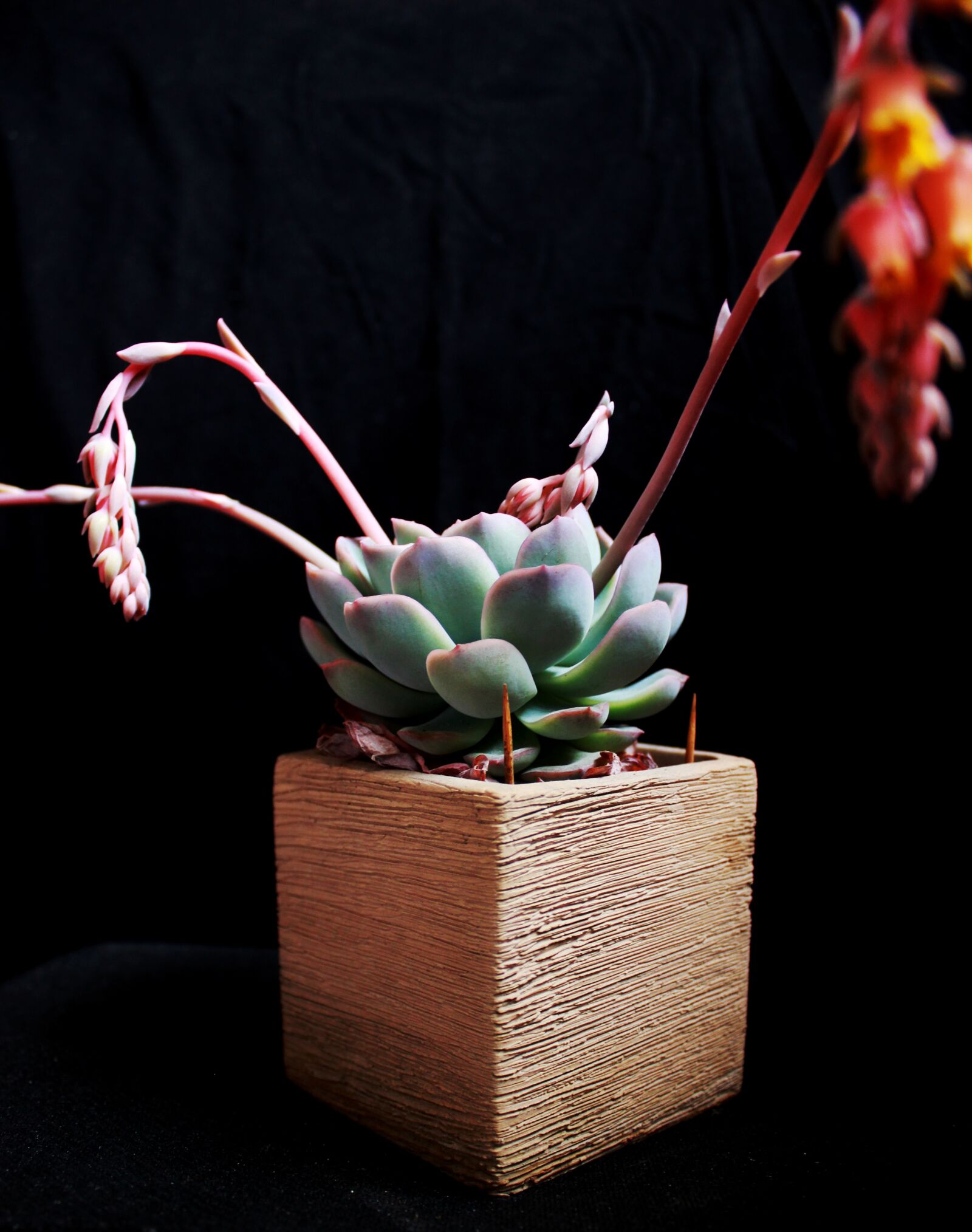Canon EOS 600D (Rebel EOS T3i / EOS Kiss X5) sample photo. Succulent plants, plant, flower photography