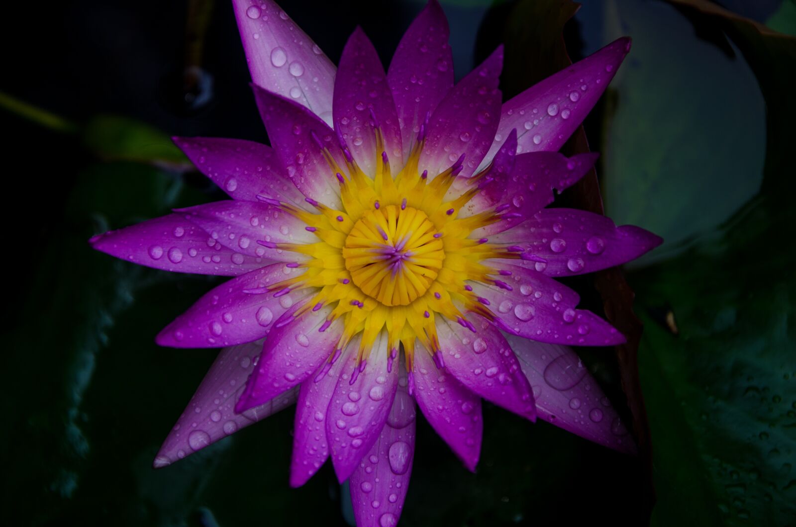 Nikon D7000 sample photo. Flower, macro, bloom photography