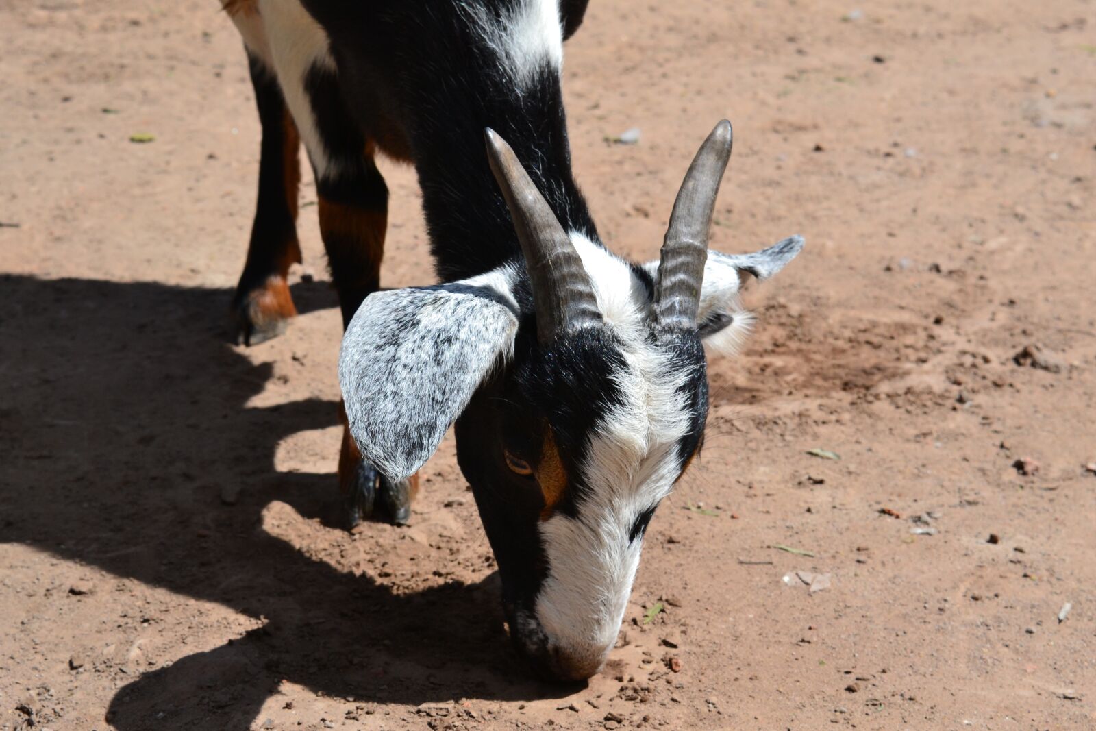Nikon D3100 sample photo. Goat, field, santiagodelestero photography