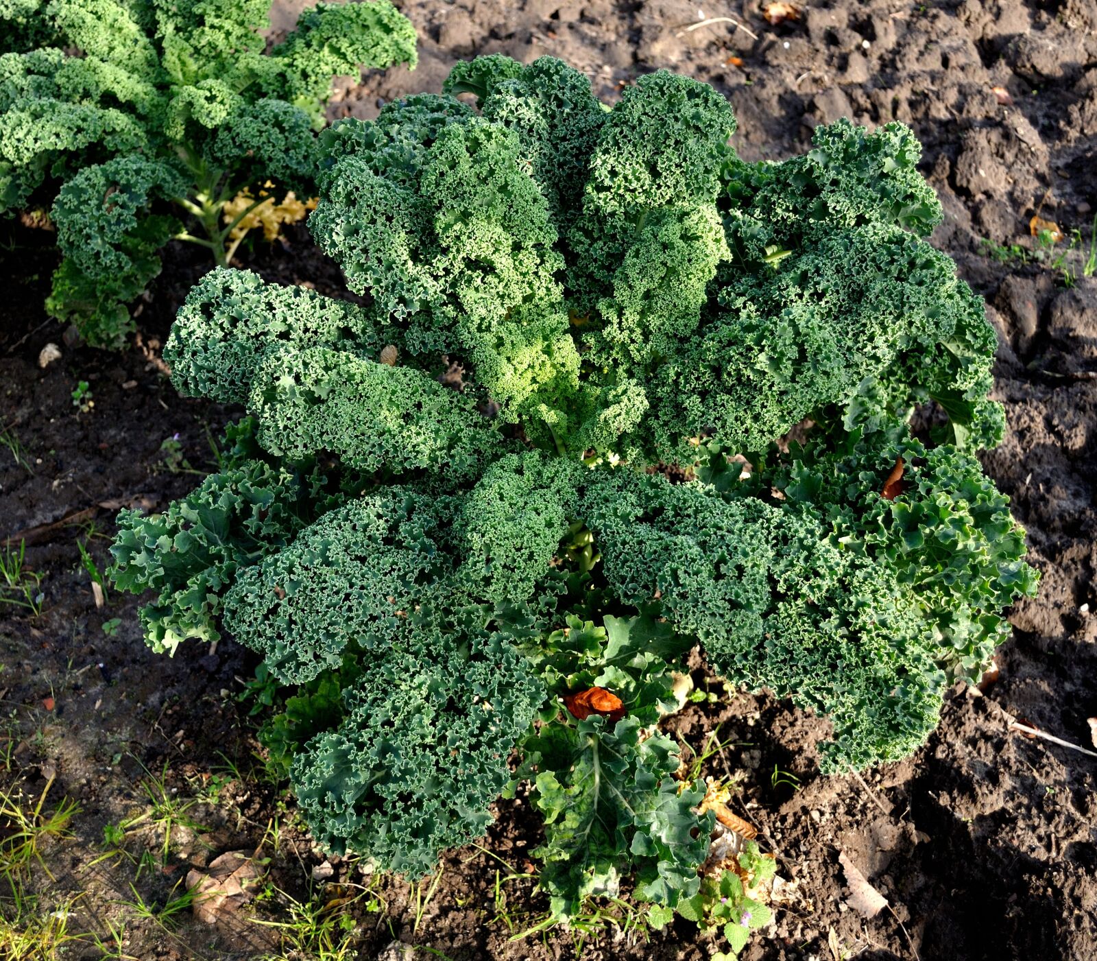 Nikon D5000 sample photo. Kale, eat, bio photography