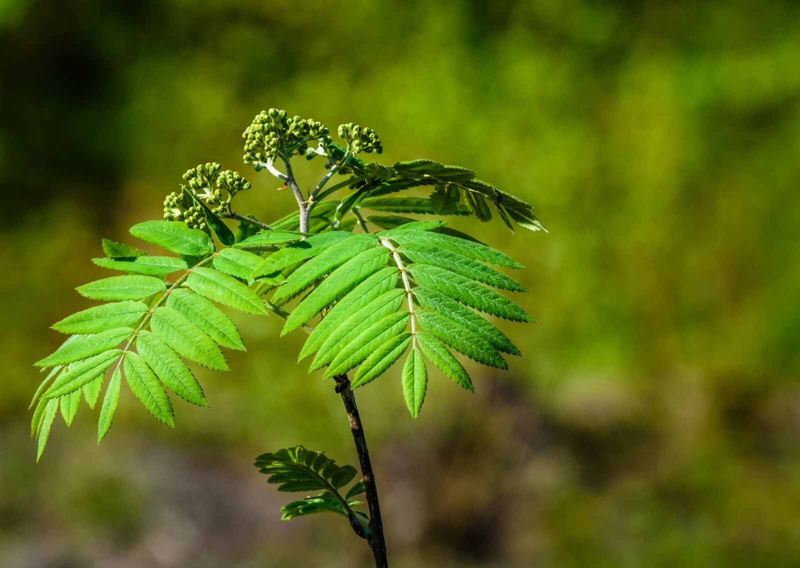 Nikon D7200 sample photo. Tree, sapling, plant photography