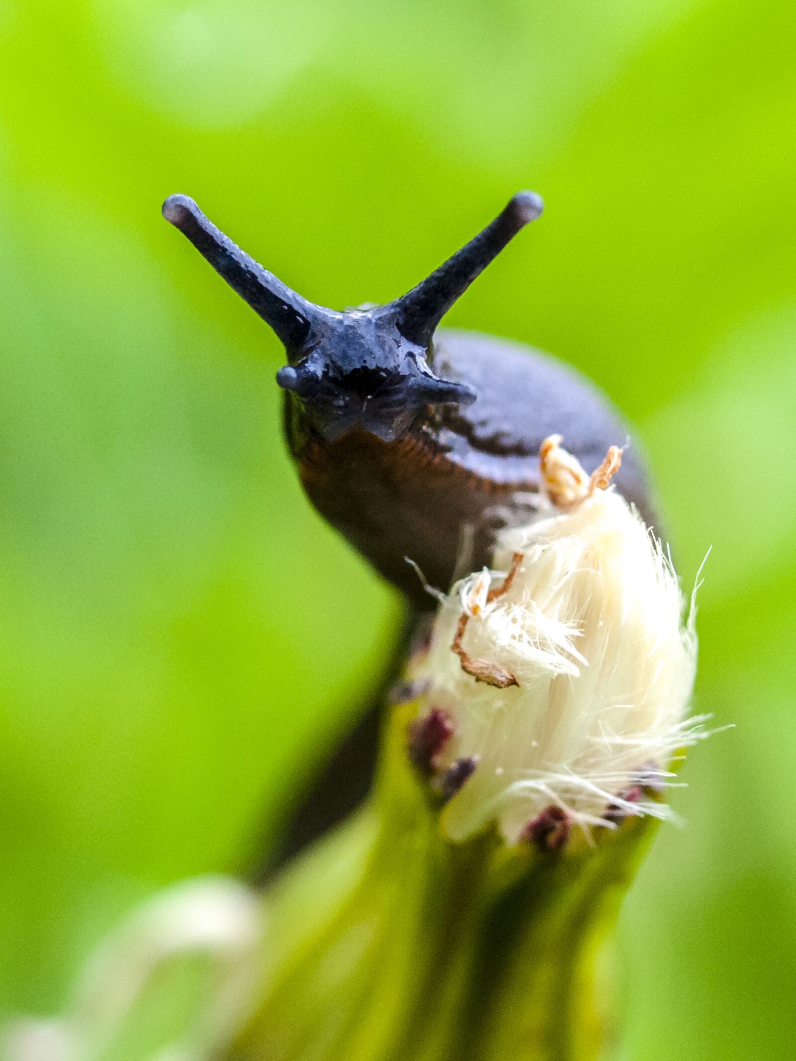 Olympus E-520 (EVOLT E-520) + OLYMPUS 35mm Lens sample photo. Snail, slug, nature photography