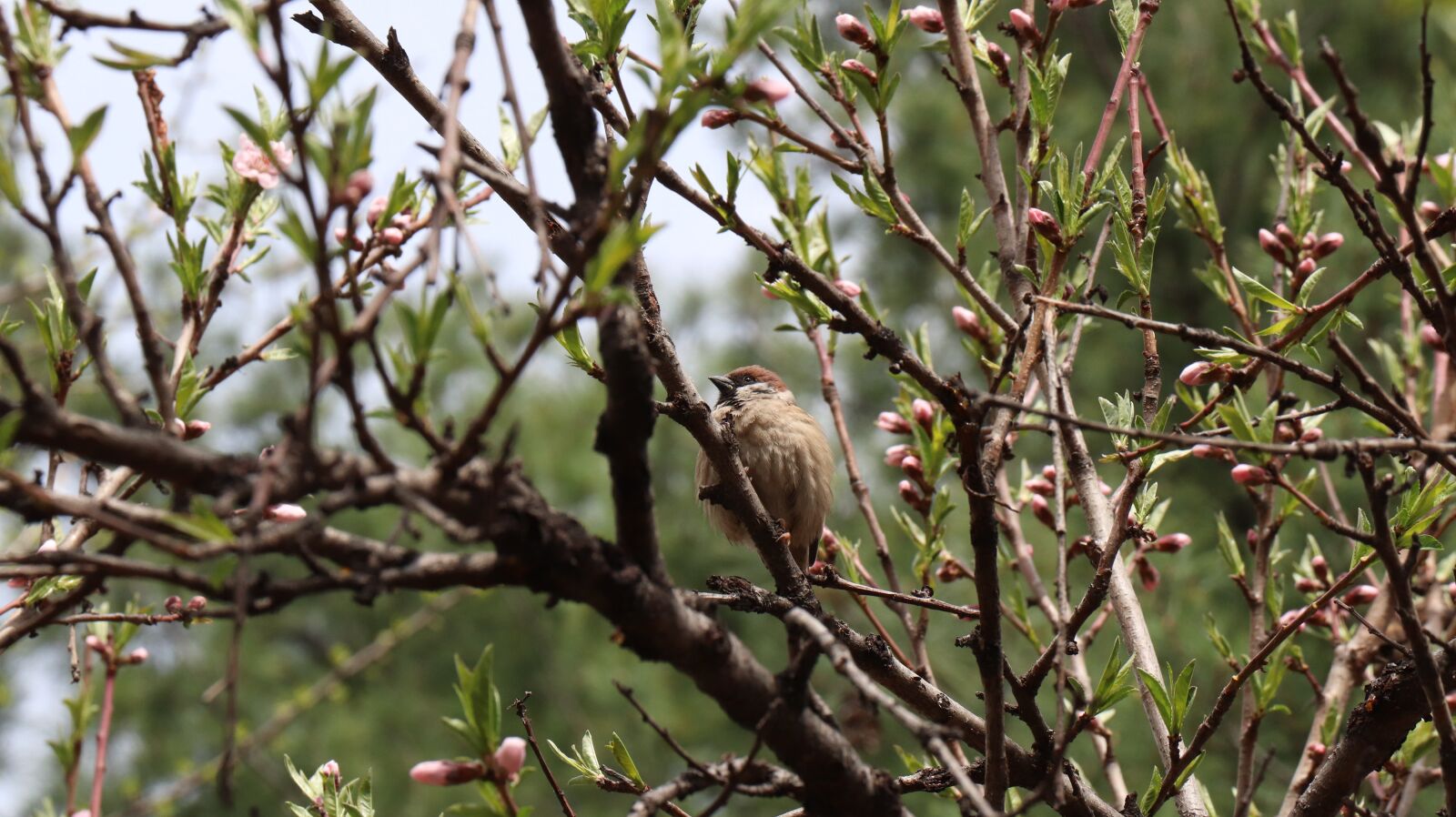 Canon EOS 77D (EOS 9000D / EOS 770D) sample photo. Wood, nature, new photography