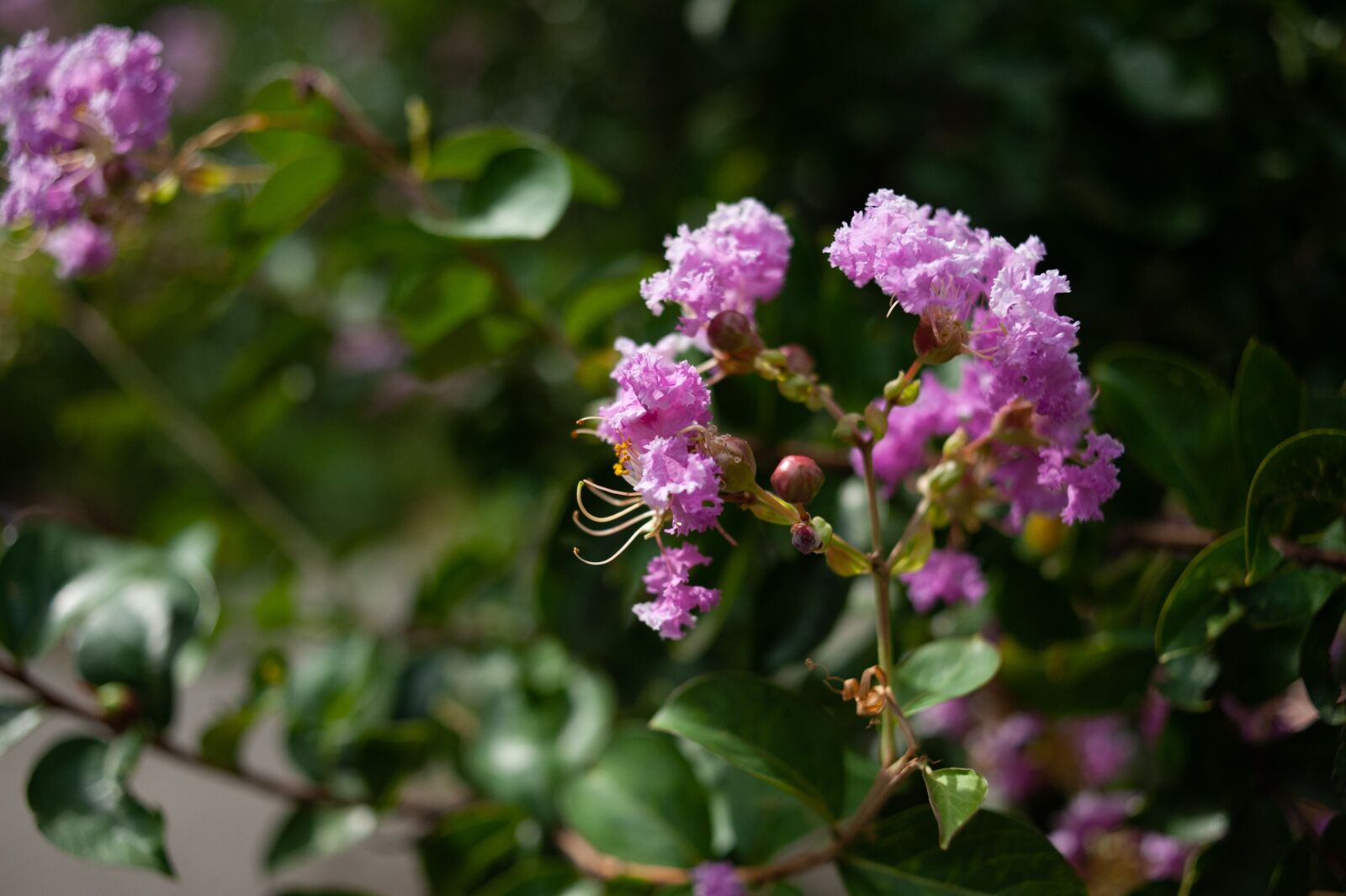 Nikon D700 sample photo. Summer flowers, pink, flora photography