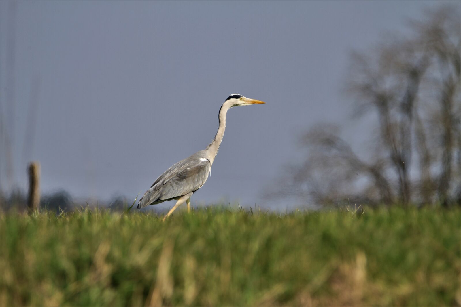 Canon EOS 7D sample photo. Heron, bird, field photography