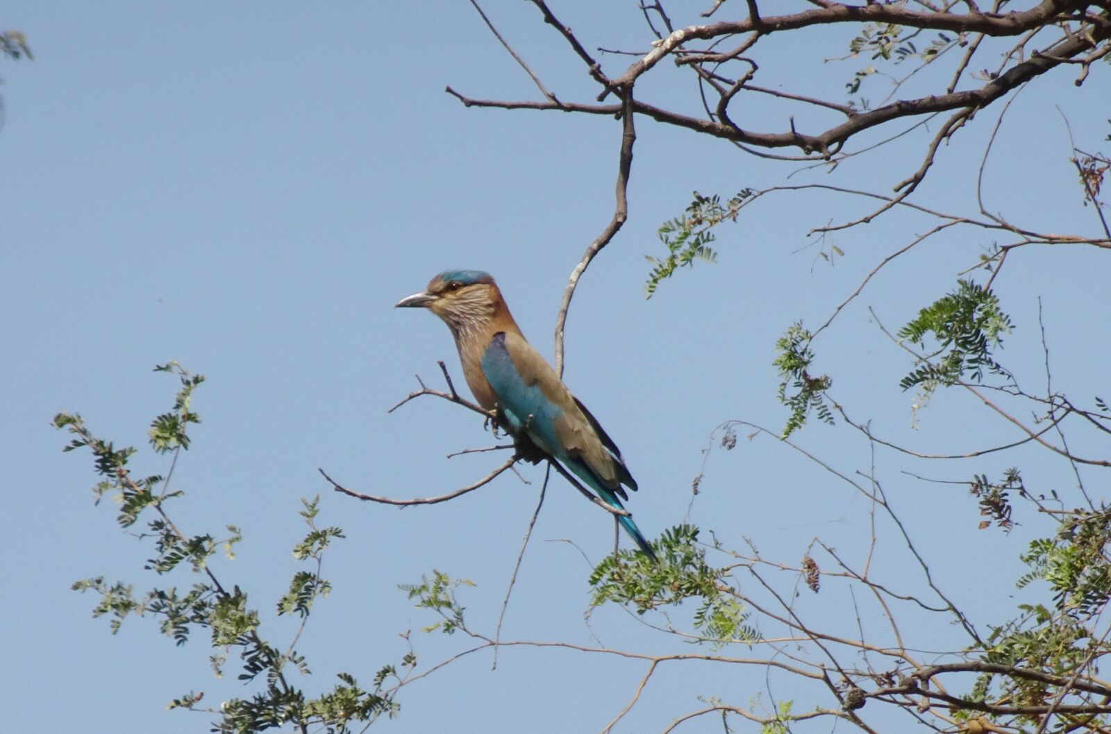 Sony Cyber-shot DSC-HX90V sample photo. Bird, roller, indian roller photography