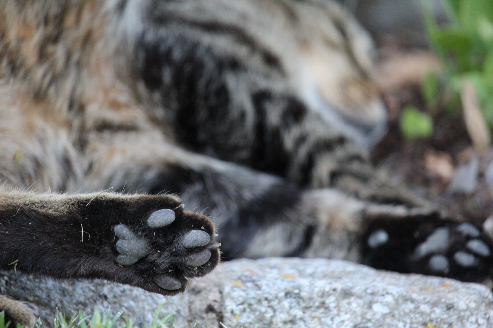 Canon EOS 1200D (EOS Rebel T5 / EOS Kiss X70 / EOS Hi) sample photo. Cat's paw, cat, paw photography