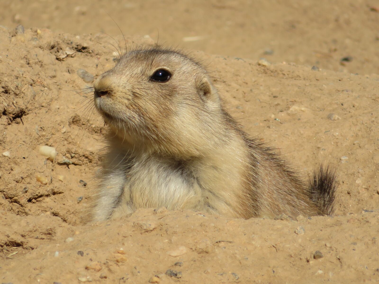 Canon PowerShot SX720 HS sample photo. Prairie dog, animal, nature photography