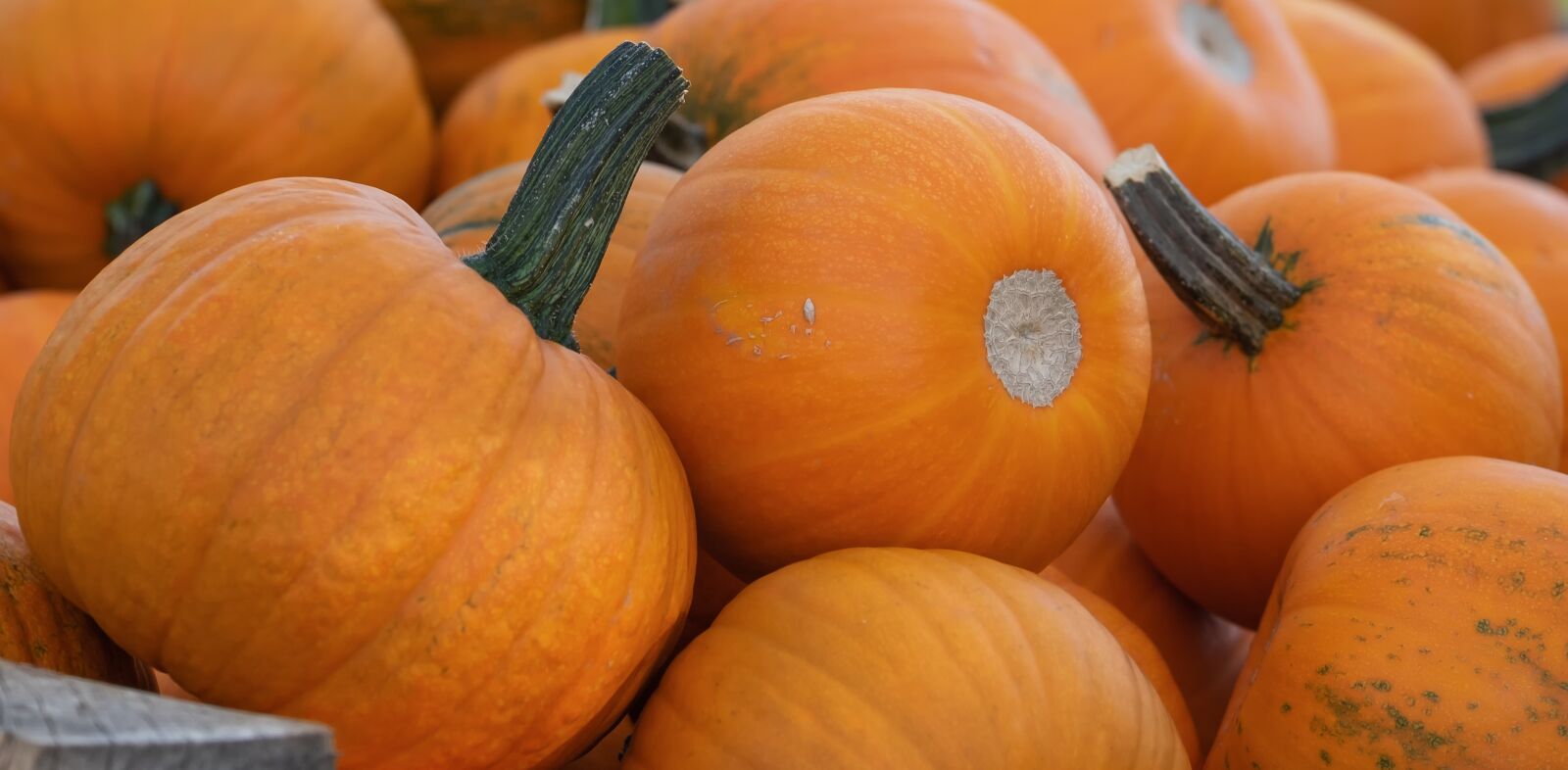 Fujifilm XF 55-200mm F3.5-4.8 R LM OIS sample photo. Squashes, cucurbita pepo, pumpkins photography