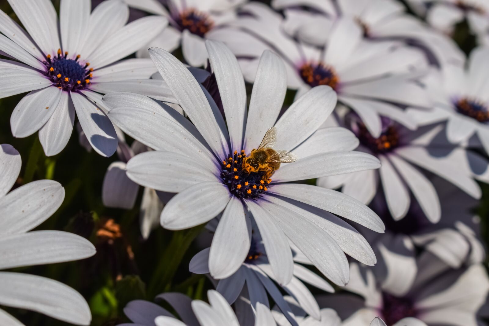 Nikon D3300 sample photo. African daisy, bee, nature photography