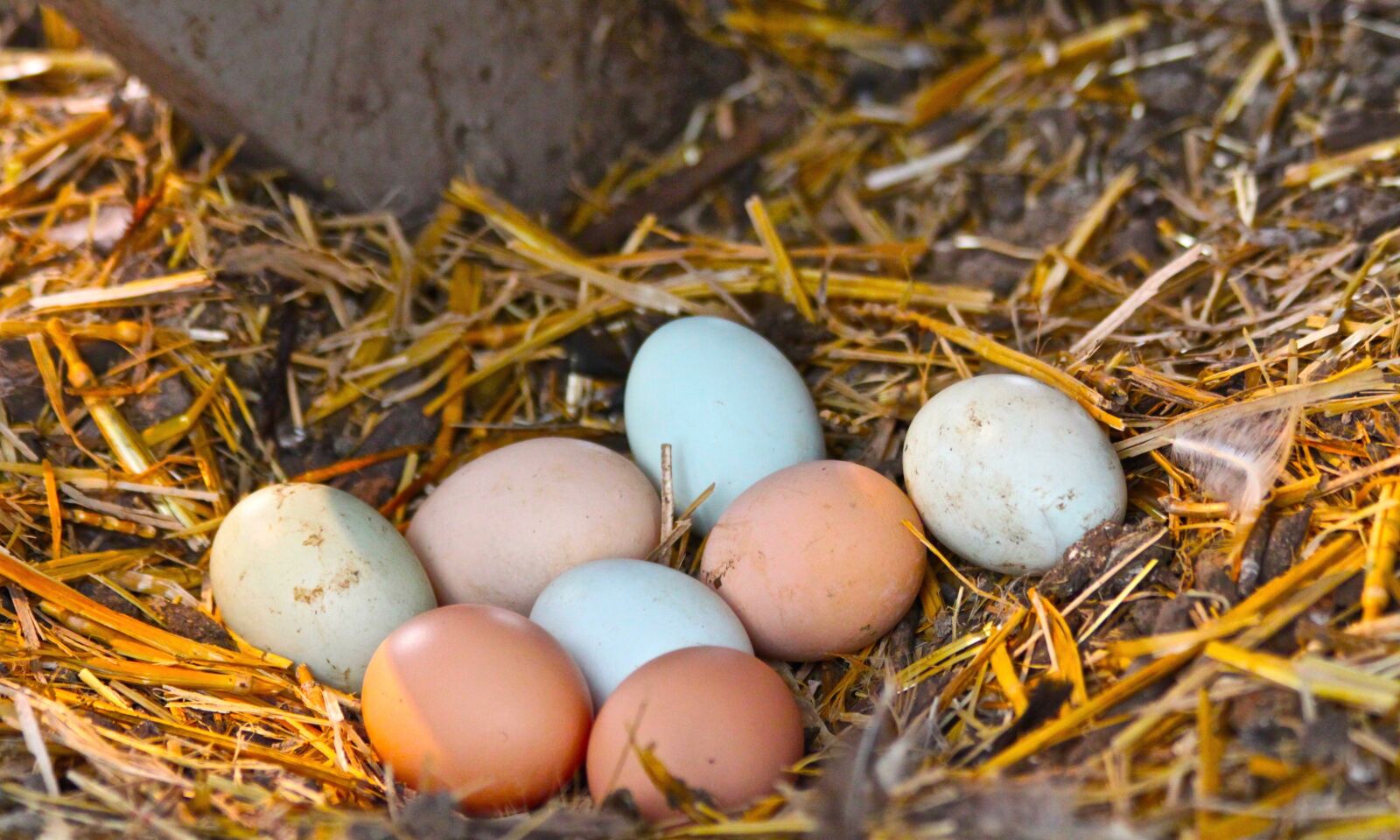 Canon EOS 500D (EOS Rebel T1i / EOS Kiss X3) sample photo. Nest, egg, easter photography