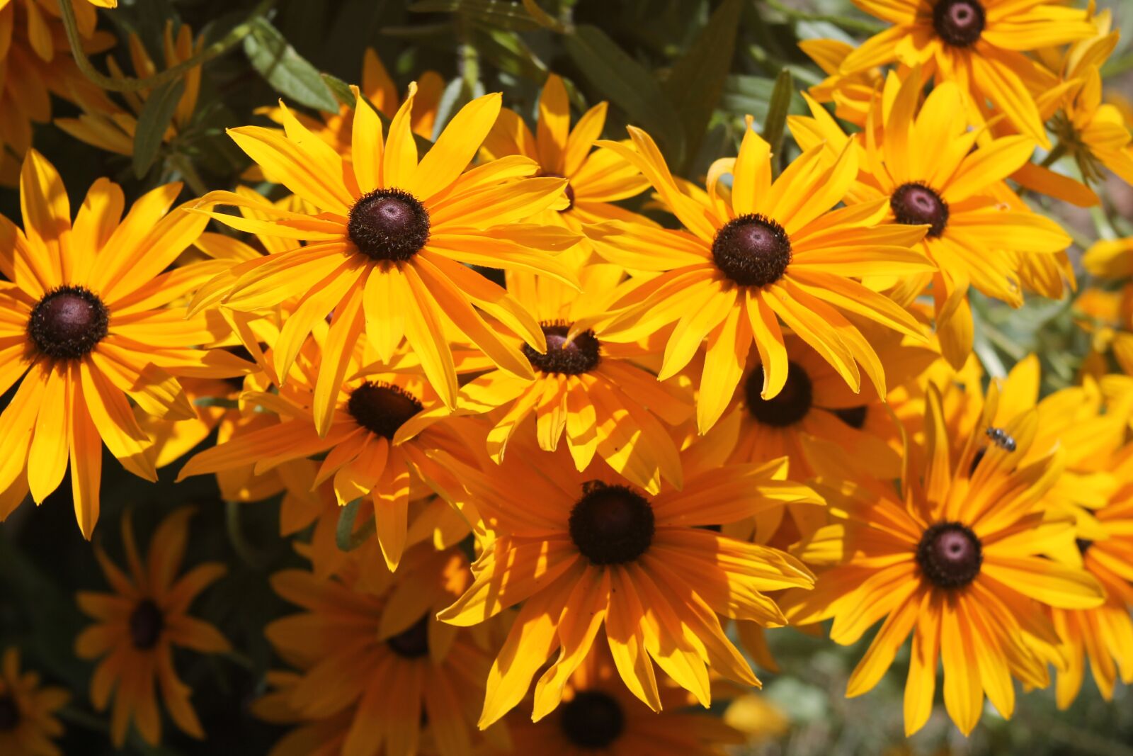Canon EF 75-300mm f/4-5.6 sample photo. Black eyed susan, yellow photography