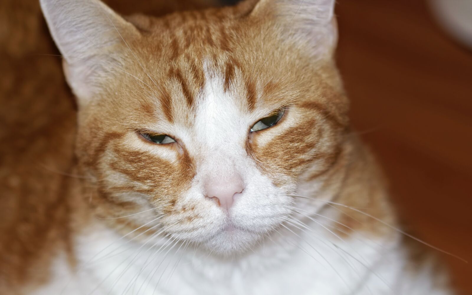 Nikon D5300 sample photo. Head, in relation to photography