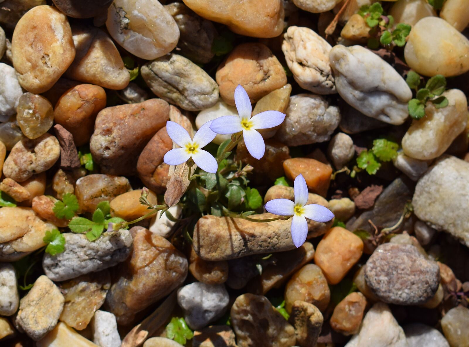 Nikon D3300 sample photo. Spring bluet, bluet, spring photography