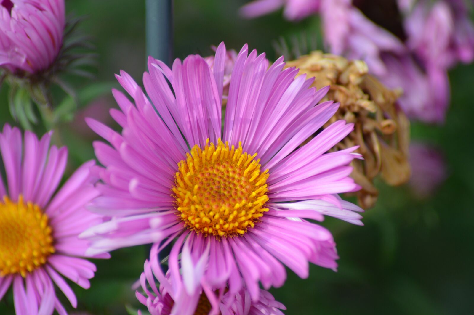 Nikon D3200 sample photo. Flowers, color, autumn photography