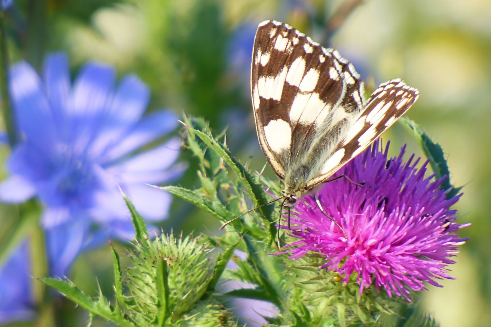 Panasonic DMC-FZ72 sample photo. Meadow, butterfly, flower meadow photography