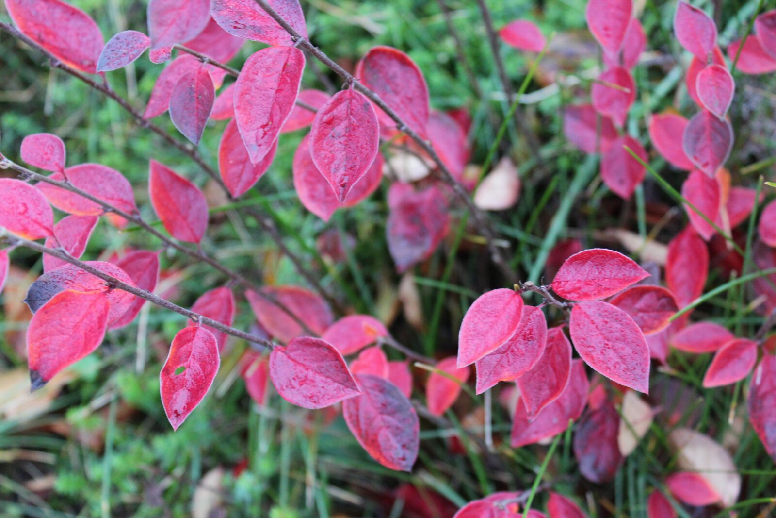 Canon EOS 600D (Rebel EOS T3i / EOS Kiss X5) sample photo. Outdoors, autumn, nature photography