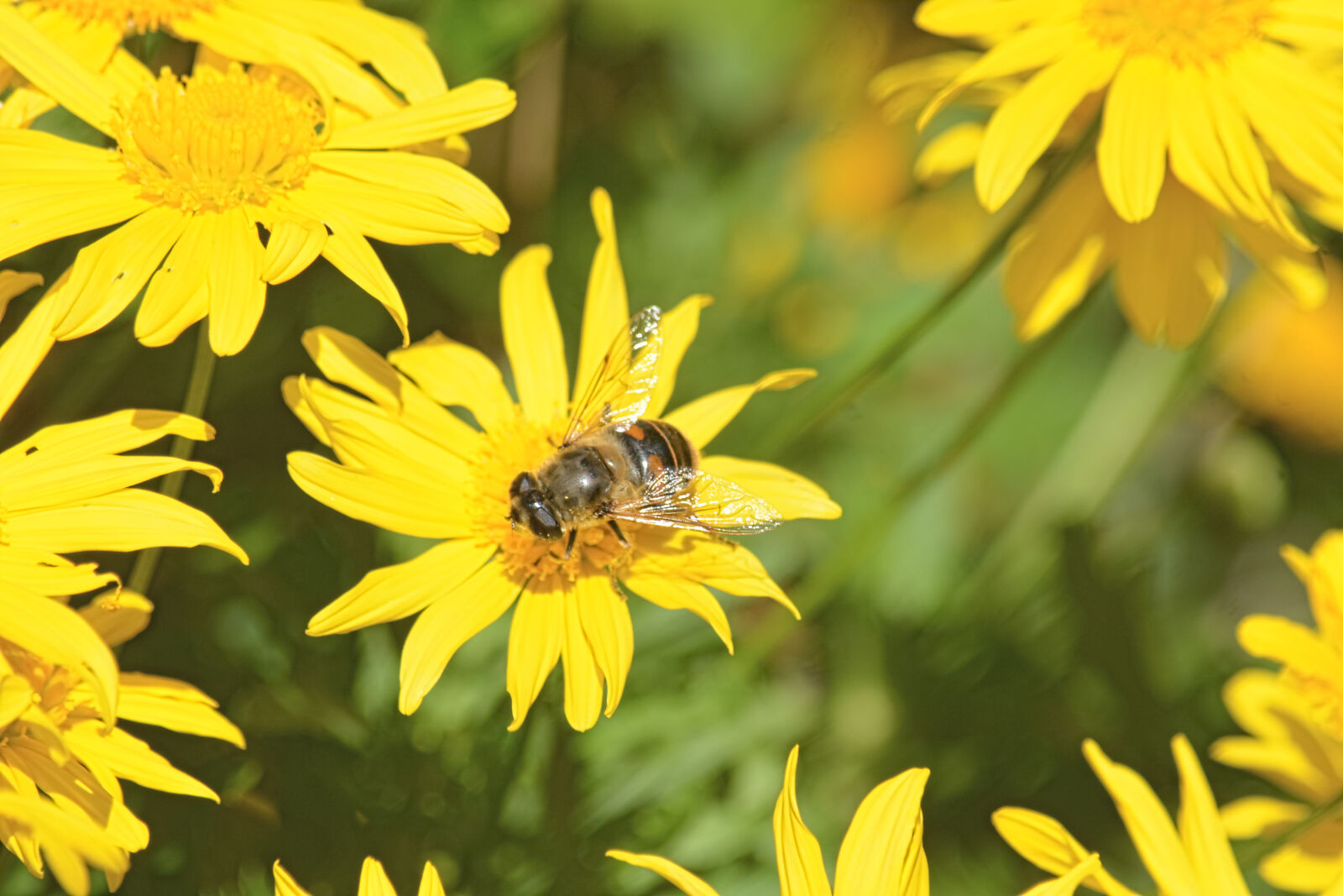 Nikon D5200 sample photo. Abeille, butinage, faune, fleurs photography