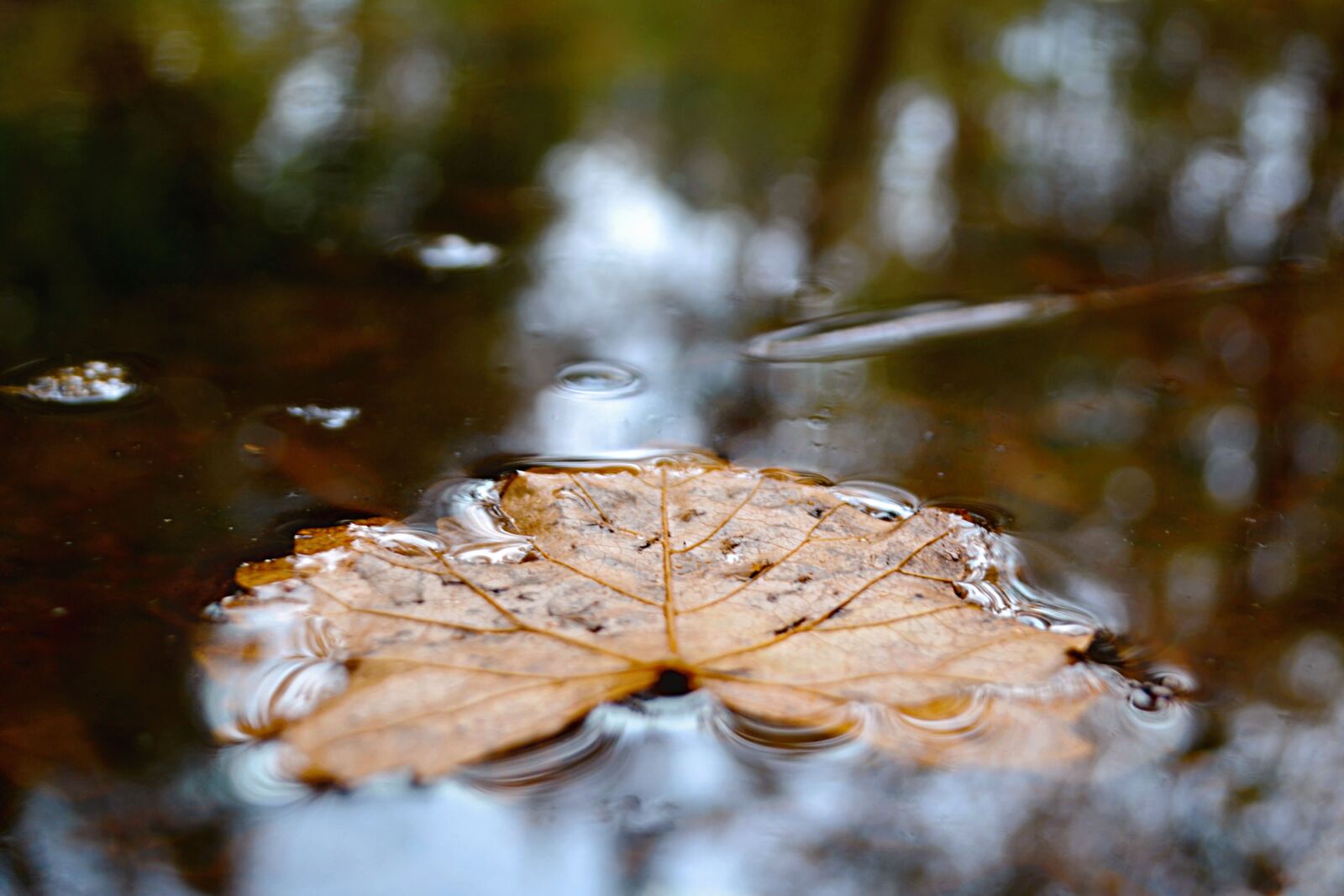 Nikon D3100 sample photo. Leaf, water, nature photography