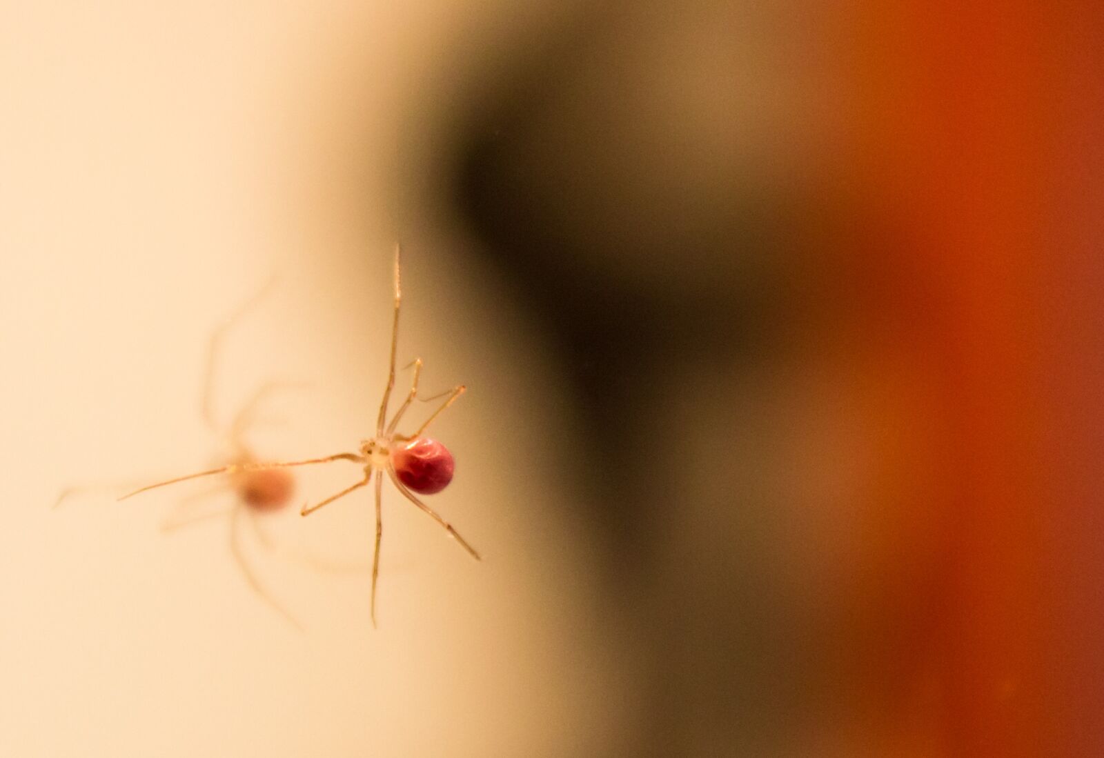 Canon EOS 600D (Rebel EOS T3i / EOS Kiss X5) sample photo. Spider, reflection, macro photography