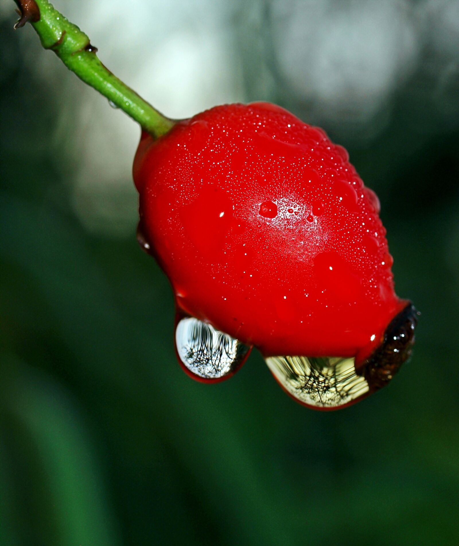 Olympus E-520 (EVOLT E-520) sample photo. Rose hip, mirroring, rain photography