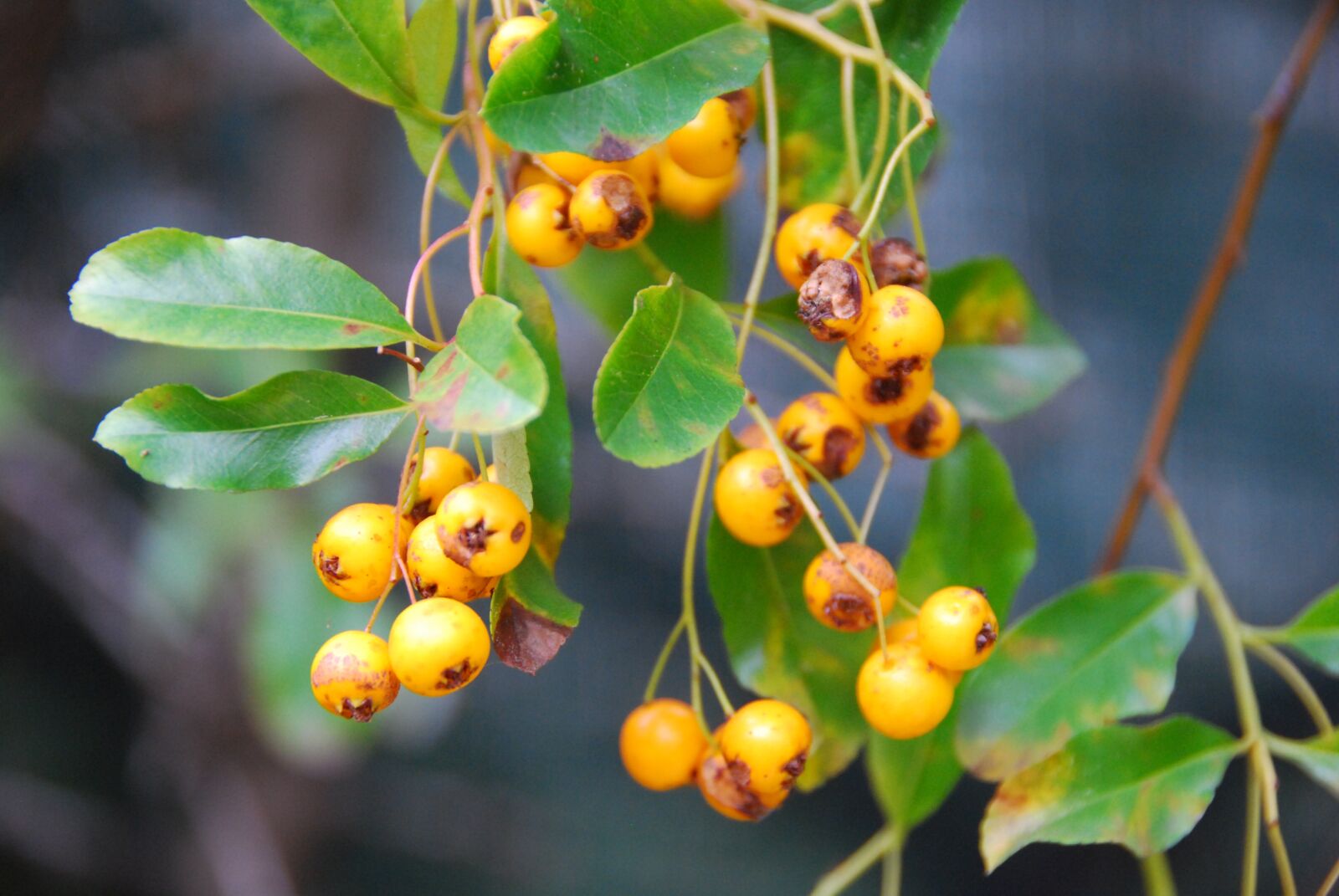 Nikon D80 sample photo. Yellow berries, leaves, hedge photography