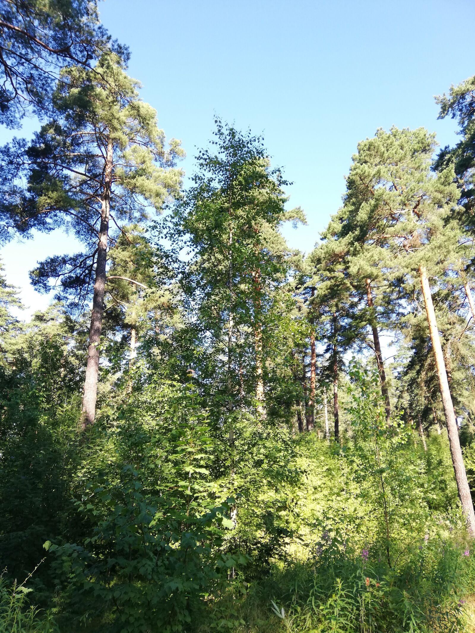 HUAWEI P20 lite sample photo. Forest, trees, day photography