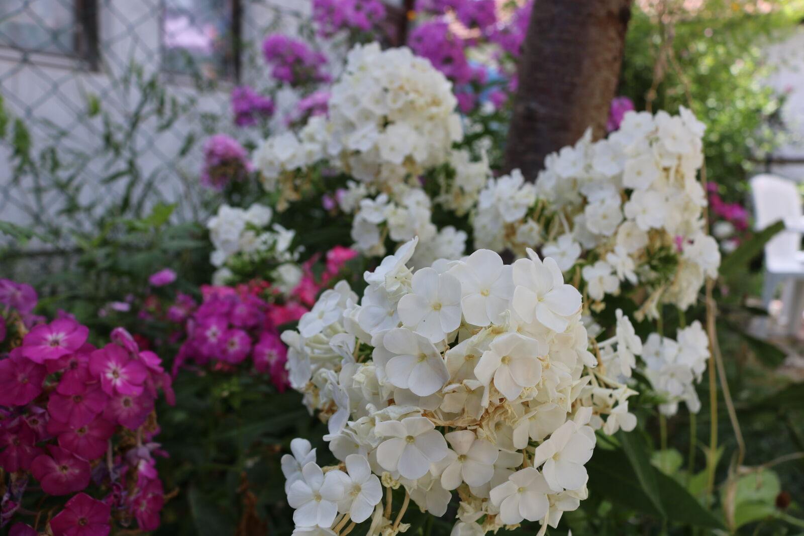 Canon EOS 750D (EOS Rebel T6i / EOS Kiss X8i) sample photo. Calm, city, flowers, garden photography