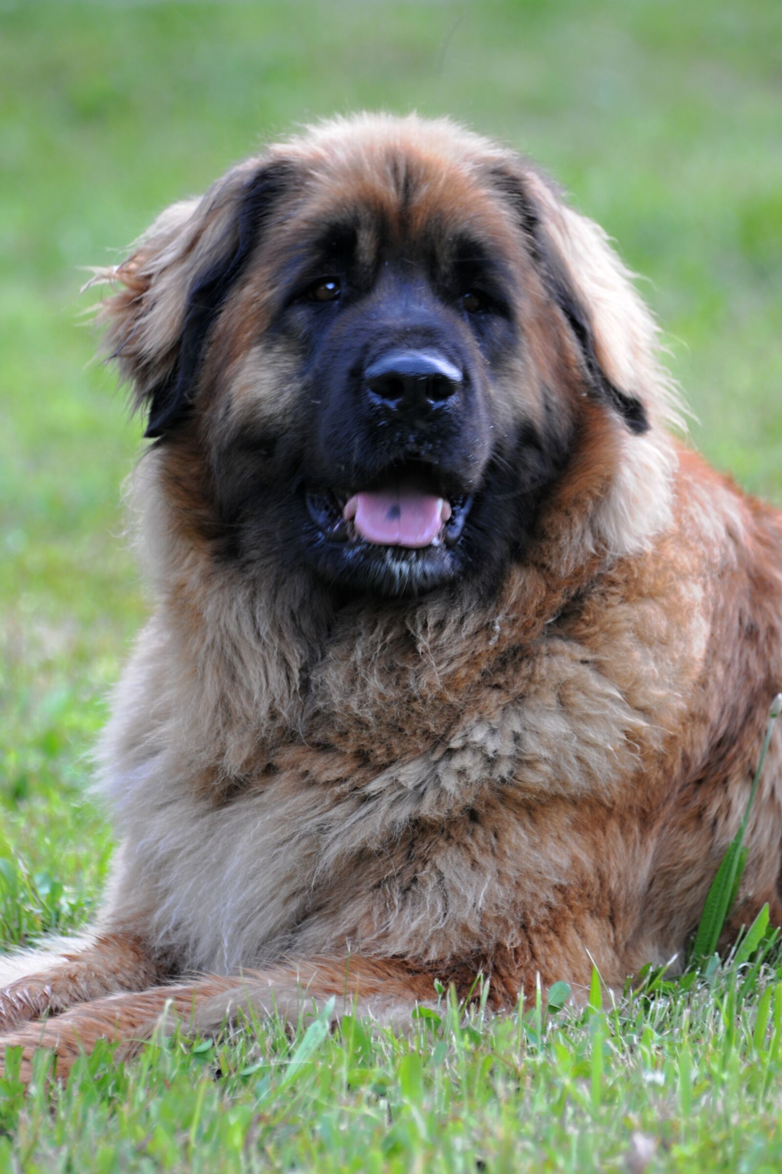 Nikon D300 sample photo. Leonberger, dog, animal photography