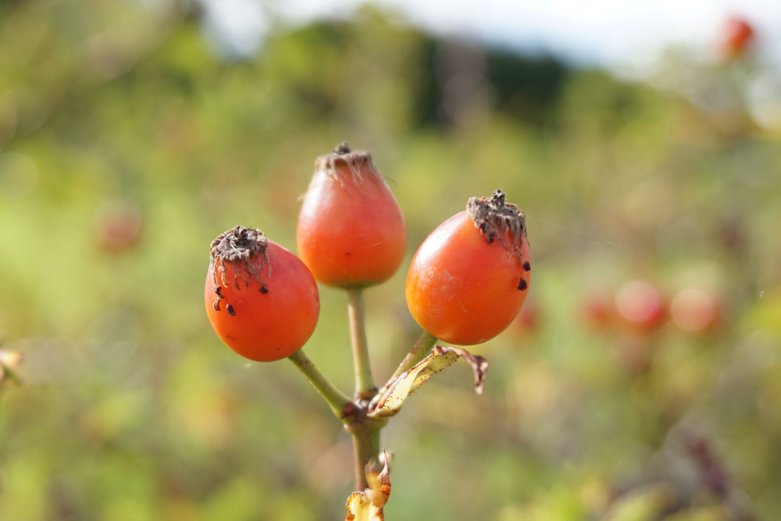 Sony a6000 sample photo. Rose hip, wild rose photography