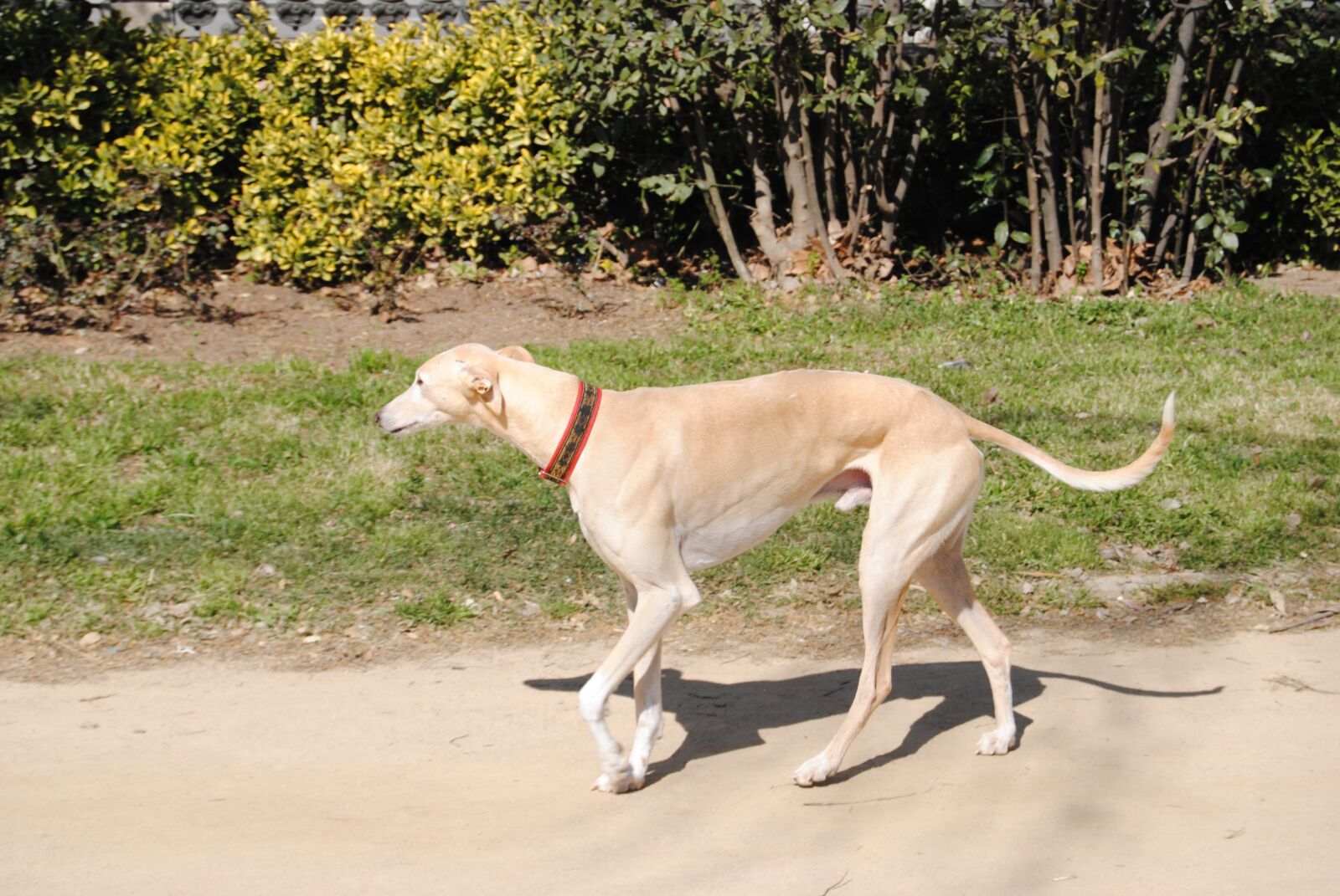 Nikon D3000 sample photo. Dog, greyhound, animal photography