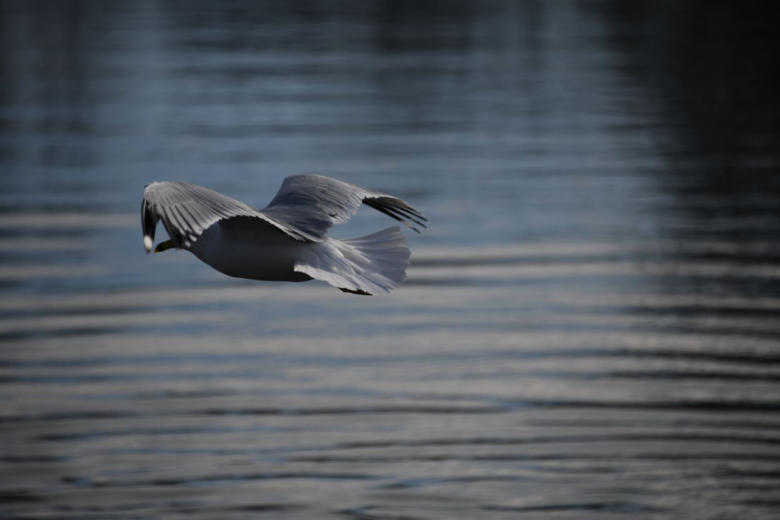 Nikon D850 sample photo. Seagull, bird, flying photography