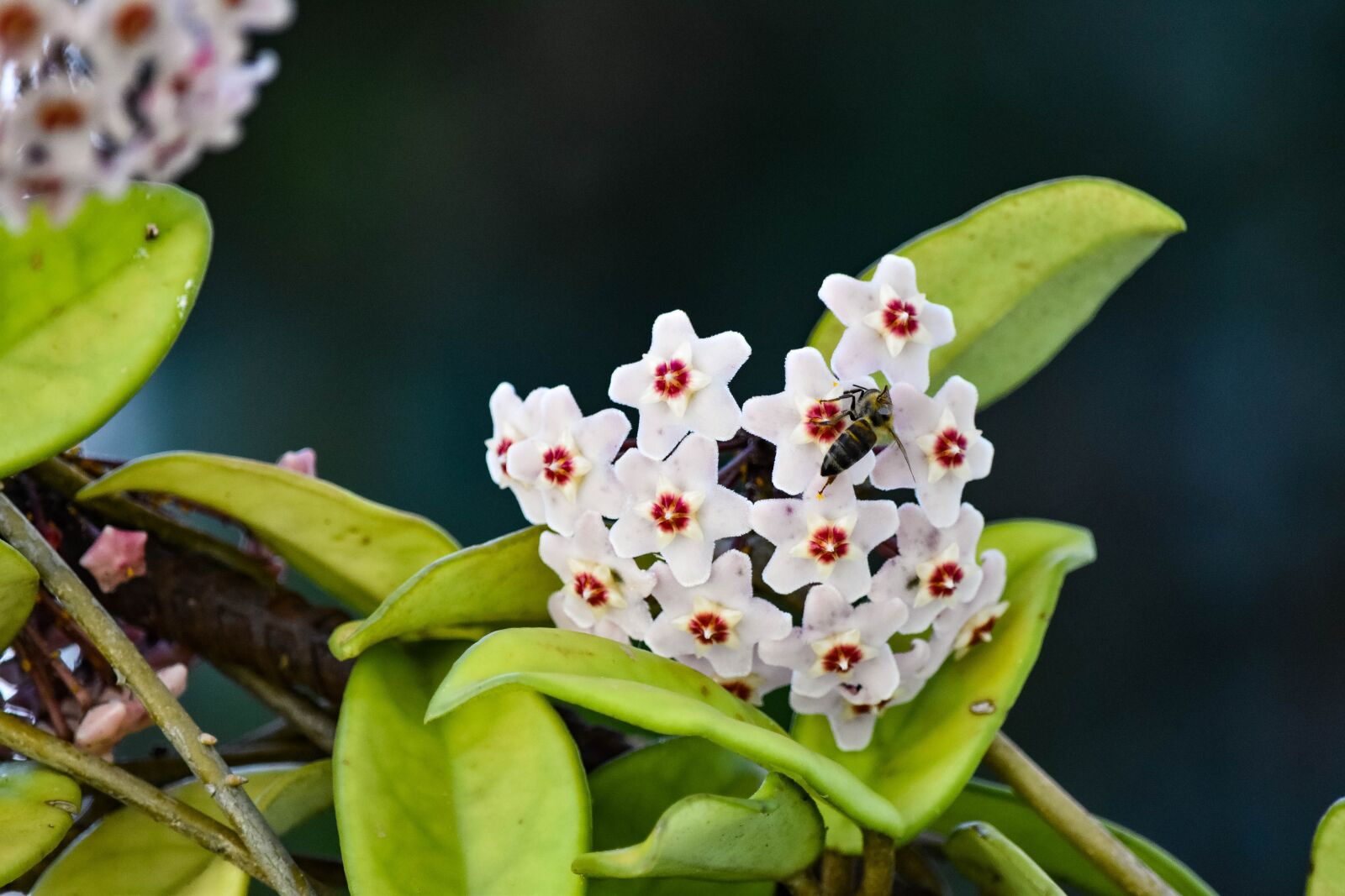 Nikon D5500 sample photo. Flower, insect, nature photography