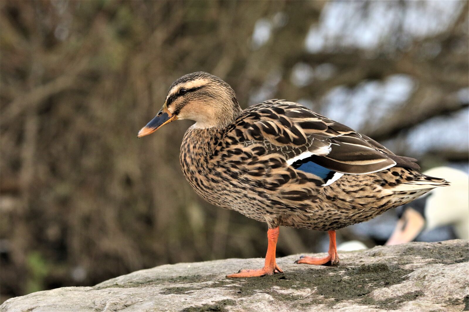 Canon EOS 7D Mark II sample photo. Bird, mallard, animal photography