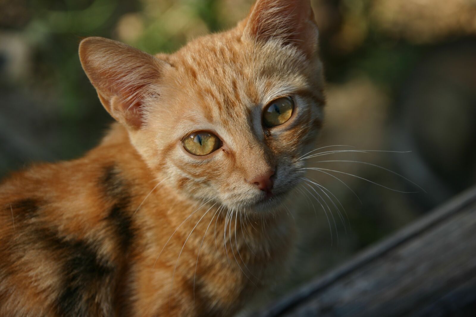 Canon EOS 300D (EOS Digital Rebel / EOS Kiss Digital) sample photo. Cat, young, pet photography