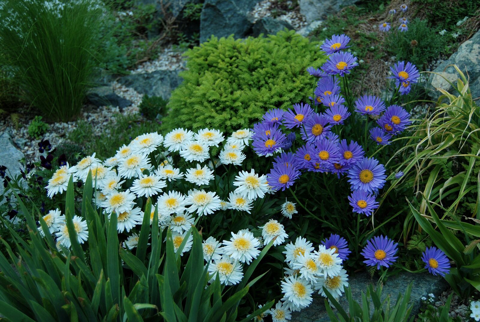 Nikon D60 sample photo. Aster, alpine, the garden photography