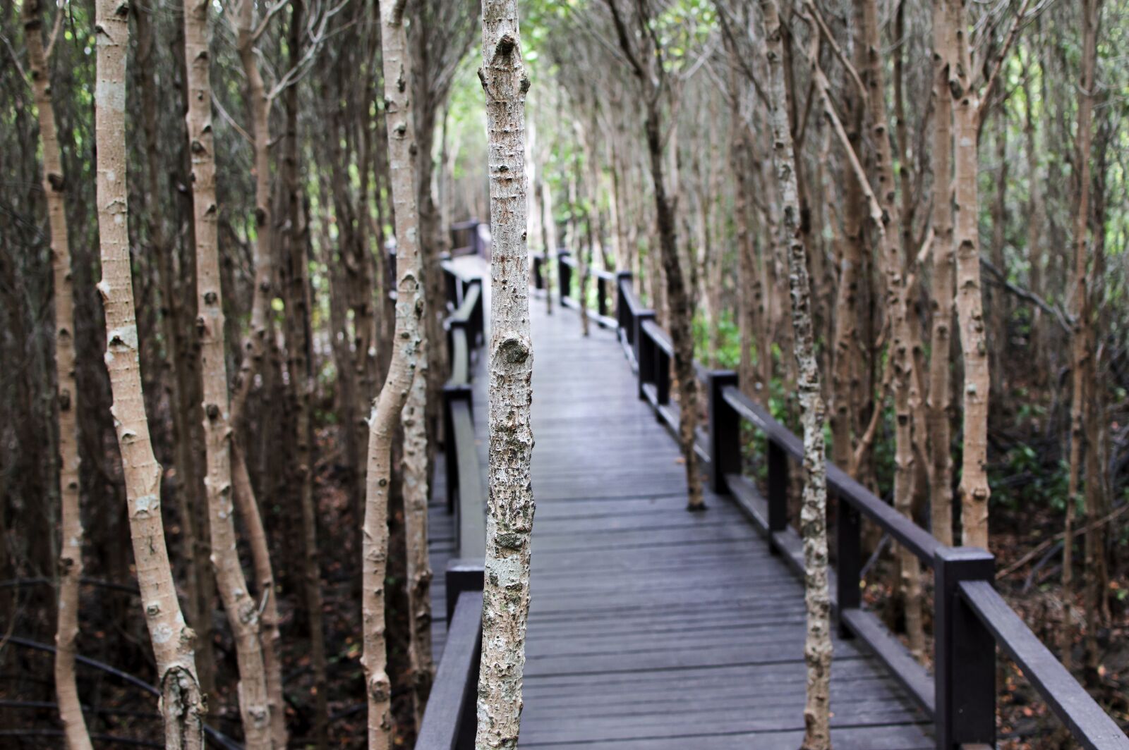 Nikon D3200 sample photo. Wood bridge, mangrove forest photography