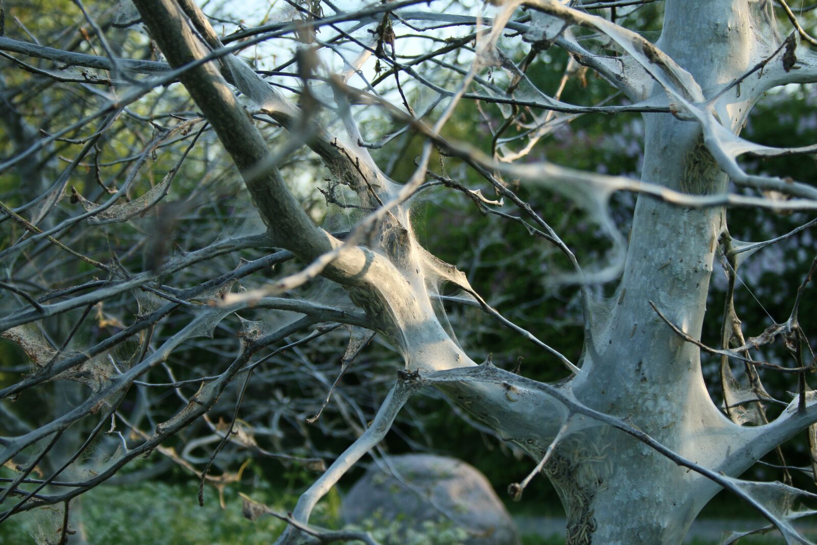 Canon EOS 70D + Canon EF-S 18-55mm F3.5-5.6 II sample photo. Cobweb, tree, disease photography