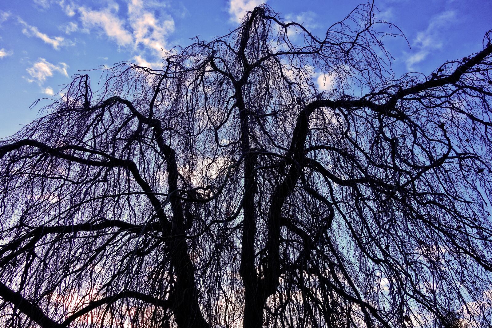 Sony Cyber-shot DSC-RX100 sample photo. Willow, weeping willow, tree photography