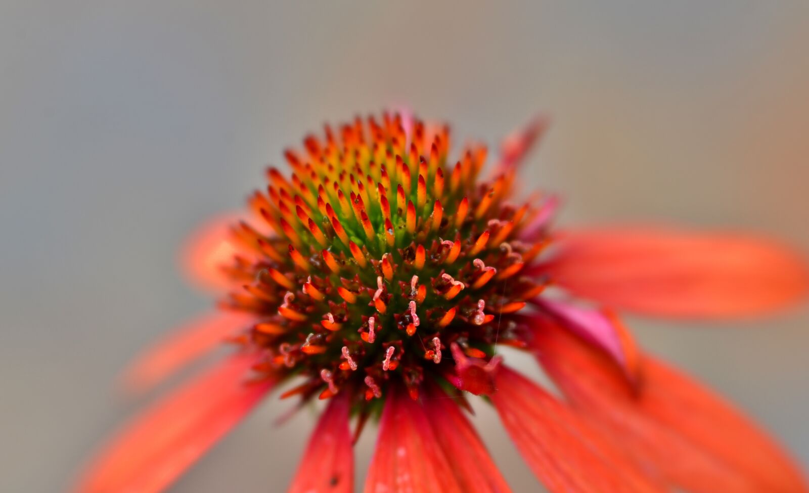 Nikon D600 sample photo. Sun hat, flower, close photography